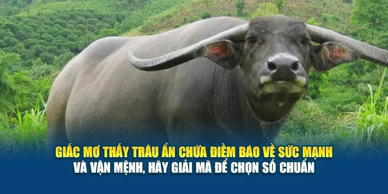 Mơ Thấy Trâu Nên Đánh Số Nào? Phân Tích Về Tâm Linh 2025 5 Giấc mơ thấy trâu ẩn chứa điềm báo về sức mạnh và vận mệnh, hãy giải mã để chọn số chuẩn