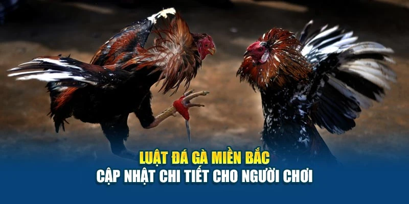 Luật Đá Gà Miền Bắc - Cập Nhật Chi Tiết Cho Người Chơi